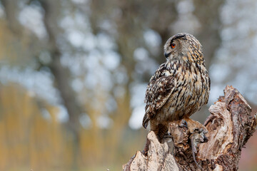 European Eagle Owl (Bubo bubo) sitting in a tree with a rat in his paw in Gelderland in the Netherlands. 