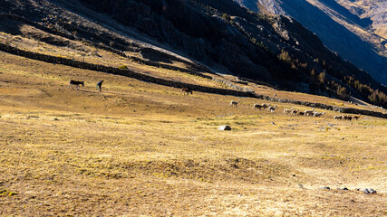 Obraz premium old man carrying a donkey and at the same time following his animals to make them eat grass in the sierra of peru