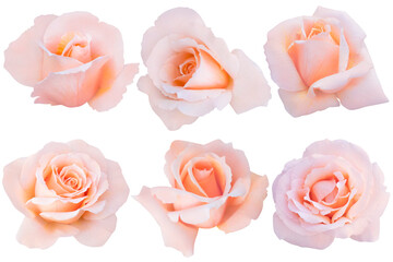 Collage of Soft Orange Rose isolated on the white background. Rose with clipping path.