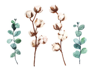 Watercolour hand painted botanical gentle cotton flowers and eucalyptus branches illustration set isolated on white background