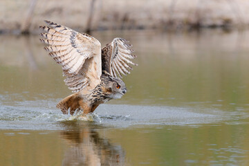 European Eagle Owl (Bubo bubo) flying over a lake to pick up a prey in Gelderland in the Netherlands. 