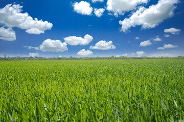 The rice plant is growing in the rice field with blue sky and clouds.