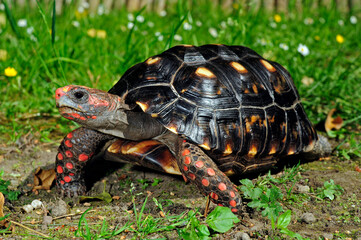 Red-footed tortoise // Köhlerschildkröte (Chelonoidis carbonarius)