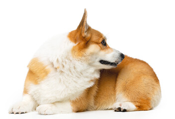 Welsh Corgi Pembroke Dog  Isolated  on Black Background in studio