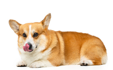 Welsh Corgi Pembroke Dog  Isolated  on Black Background in studio