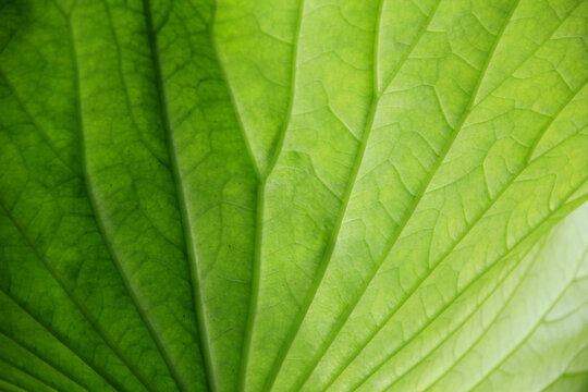 feuille du lotus