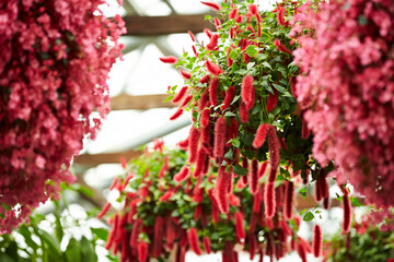 Various flowers and plants in the park