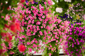 Various flowers and plants in the park