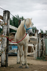 horse and foal