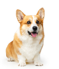 Welsh Corgi Pembroke Dog  Isolated  on Black Background in studio