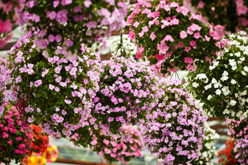 Obraz premium flowers in the garden