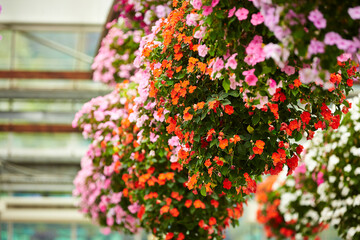 colorful flowers in the garden