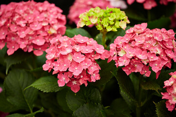 pink hydrangea flowers