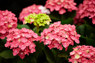pink hydrangea flowers