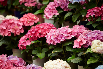 Various colored hydrangea flowers in the garden