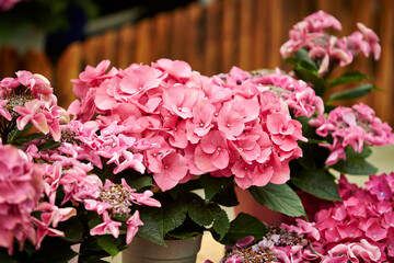 pink hydrangea flowers in garden