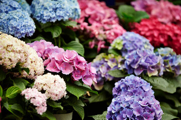 flowers in the garden