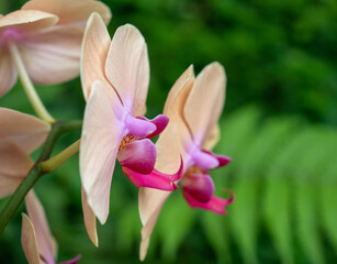 Beautiful multicolored cymbidium orchid close up.