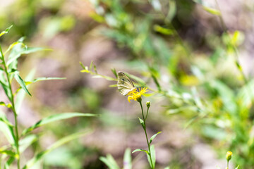 A white butterfly on a yellow flower