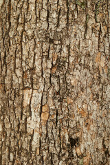 bark of a tree