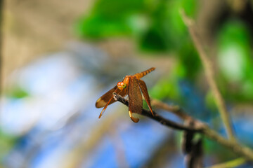 Beautiful nature scene dragonfly. Dragonfly in the nature habitat using as a background or wallpaper.The concept for writing an article. Red dragonfly wings.