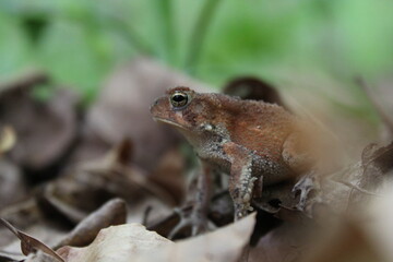 A Small Frog Profile