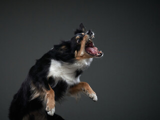  border collie jumping with open mouth. The movement of the dog in the studio. Sports with an active pet