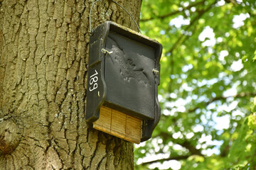 Fledermauskasten am Baum
