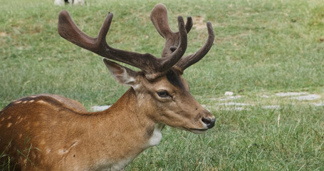 Naklejka na ściany i meble Close-up, red deer lies on green grass in summer day. Head with antlers and body of sika deer. Spotted deer male resting in meadow in national park. Horned animal turns his head to camera.