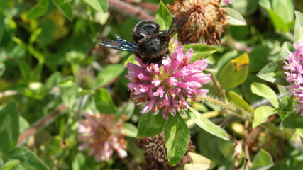 Black carpenter bee on a purple clover flower in Cotacachi, Ecuador