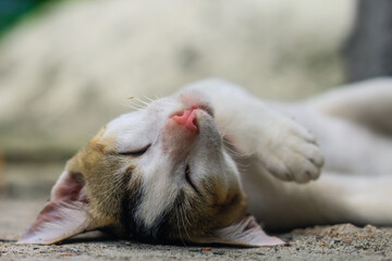 funny animals photography, white cat sleeping comfortably. Close up of sleeping beauty white cat. Cute sleeping kitten.