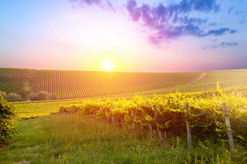 Fototapeta na wymiar vine plantation, tuscan landscape in the morning at sunrise