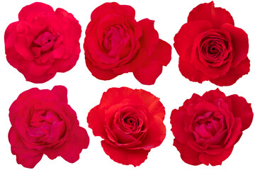 Red rose isolated on the white background.Red with clipping path.