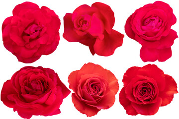 Collage of Red Rose isolated on the white background. Rose with clipping path.