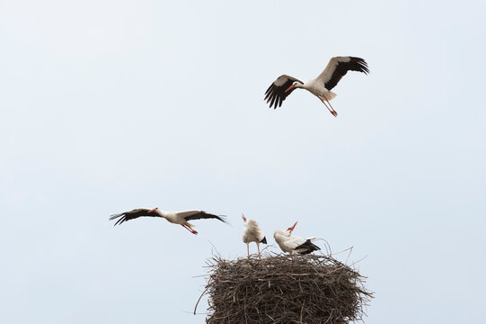 two storks in the nest waiting for two storks flying