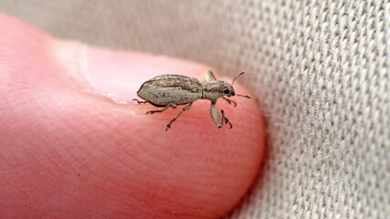 Brown weevil on a finger tip in Cotacachi, Ecuador