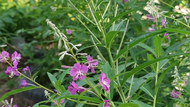 Bumblebee collects flower nectar. A black-brown bumblebee flies from one pink flower to another fireweed plant and collects flower nectar. Flowers sway in the wind.