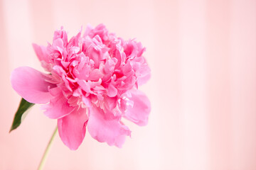 Pink peony flower on rosy background,  card with copy space	