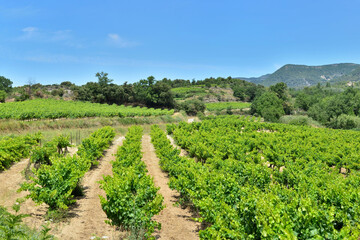 Fototapeta na wymiar field of grape vine in summer growing on hill in provencale france
