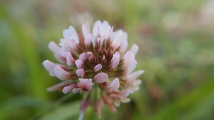 분홍색의 토끼풀