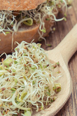 Alfalfa and radish sprouts with bread or roll. Healthy addition to sandwiches. Source vitamins and minerals