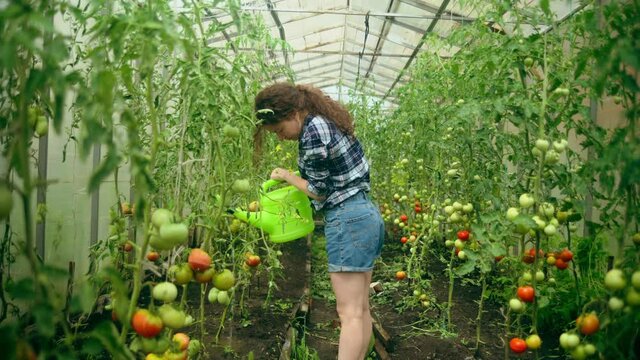 young millennial woman watering rows of tomatoes in a greenhouse from a handcrafted plastic watering can. Pure colors. Fresh Vegetable Growing Household 