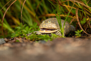 his frog has become popular in pet stores due to its comical flat appearance and intelligent behavior.