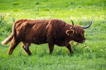 A Highland cow in the field.