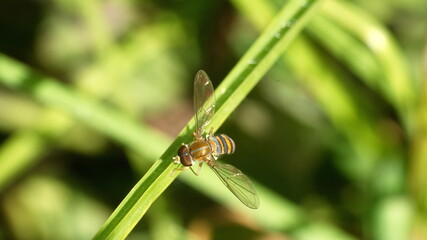 Hoverfly on a blade of grass in a field in Cotacachi, Ecuador