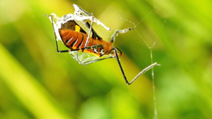 Insect nymph caught in a spider web in Cotacachi, Ecuador