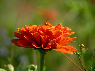 Beautiful marigolds, calendula, close-up. Medicine flowers in a large close up.