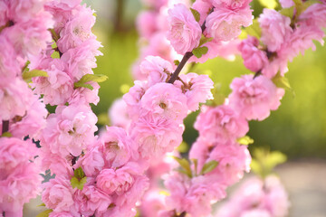 Mandelbäumchen in voller Blüte