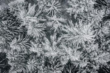 Kekesteto, Hungary - Top down view of snowy pine trees from above during snowing at the Matra mountain