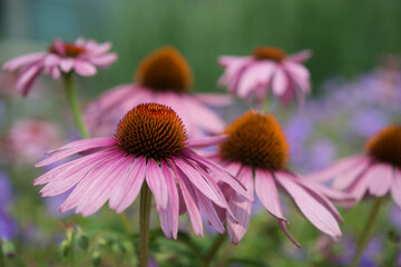 echinacea blossoms on a creamy bokeh background - with space for copy or text - obrazy, fototapety, plakaty